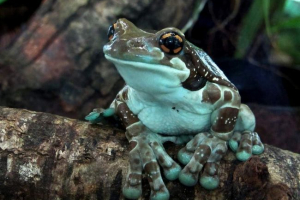 Żabovoid quake: jak zachować jej domy?